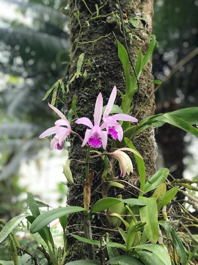Suites - Quintal De Lazaro Ubatuba Ngoại thất bức ảnh